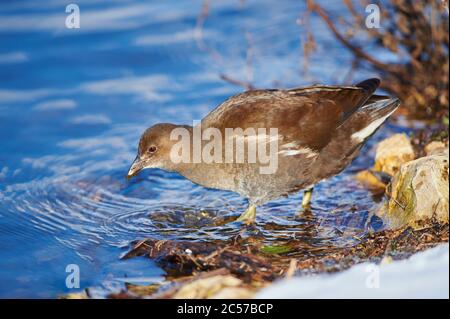 Moorhen (Gallinula chloropus), Weibchen am Ufer, Bayern, Deutschland Stockfoto