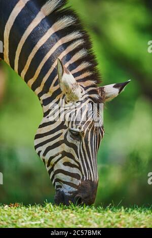 Steppenzebra (Equus quagga) in Savanne, Captive, Hawaii, USA Stockfoto