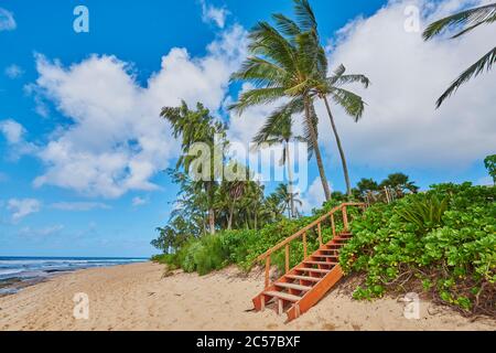Kokospalmen oder Kokospalmen (Cocos nucifera), Sunset Beach auf Oahu, Honolulu, Hawaii, USA Stockfoto