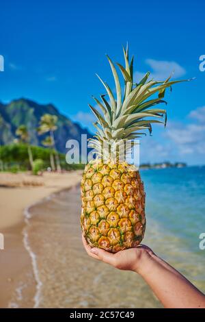 Ananas (Ananas comosus) in einer Hand am Strand, Kualoa Rock Beach, Kualoa Point, Mokoli'i Island, Kualoa Regional Park, Hawaiian Islands, Hawaii, Stockfoto