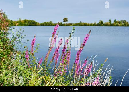 Purpurstreif (Lythrum salicaria), vor einem See, wächst, blüht, Bremen, Deutschland, Europa Stockfoto