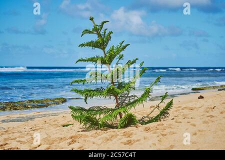 House Fir (Araucaria heterophylla), Norfolk Fir, Araucaria, Christmas Tree, Beach, Hawaii, Vereinigte Staaten Stockfoto