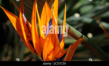 Paradiesvogel-Fower-Makro - Kranichblüte -Sterlizia reginae Stockfoto