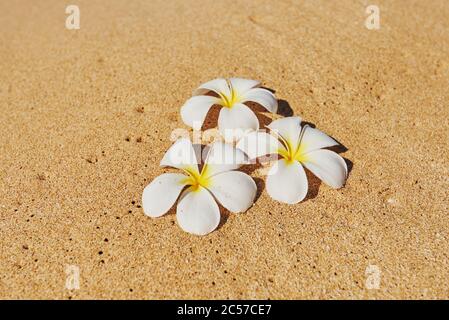 Gottespflanze, Frangipani (Plumeria), Hawaii, Aloha State, Vereinigte Staaten Stockfoto