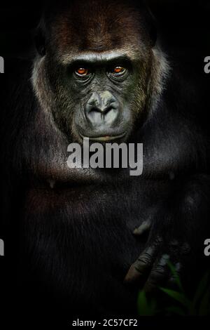 Dark Poster weiblicher Gorilla. Portrait monkey gorrila in der Farbe schwarz. Foto vom Tier leben. Stockfoto