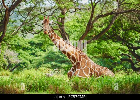 Auf der Seite liegende, verschneite Giraffe, Giraffa camelopardalis reticulata Stockfoto