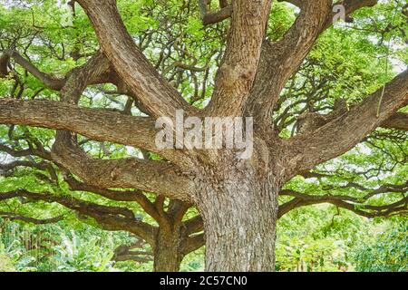 Akazie, schwarze Heuschrecke (Robinia pseudoacaccia), Baum, Stamm, Zweige, Hawaii, Aloha State, USA Stockfoto