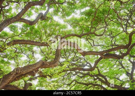 Akazie, schwarze Heuschrecke (Robinia pseudoacaccia), Baum, Stamm, Zweige, Hawaii, Aloha State, USA Stockfoto