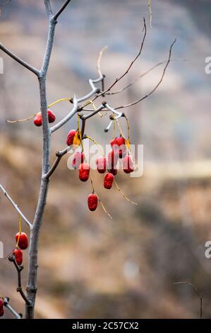 Reife rote Datteln auf einem Baum im Lijiashan Dorf, Shanxi ist China. Stockfoto