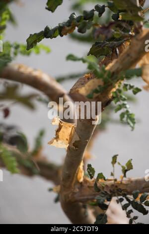 Boswellia sacra (oder Olibanum) Bäume sind die Hauptvarietät, aus der Weihrauch im Oman produziert (oder "gestürzt", "gezapft") wird Stockfoto