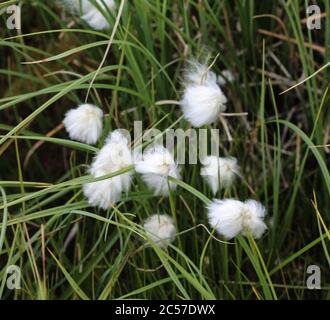 Nahaufnahme von Eriophorum scheuchzeri, auch bekannt als Scheuchzer-Baumwollgras und weißes Baumwollgras Stockfoto