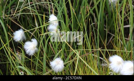 Nahaufnahme von Eriophorum scheuchzeri, auch bekannt als Scheuchzer-Baumwollgras und weißes Baumwollgras Stockfoto