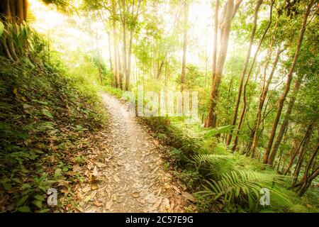 Ein ruhiger Wanderweg in einem immergrünen Wald bei Sonnenaufgang, grüne Farne wachsen entlang eines Wanderweges, die Sonne scheint durch alte Bäume unten auf der Stockfoto