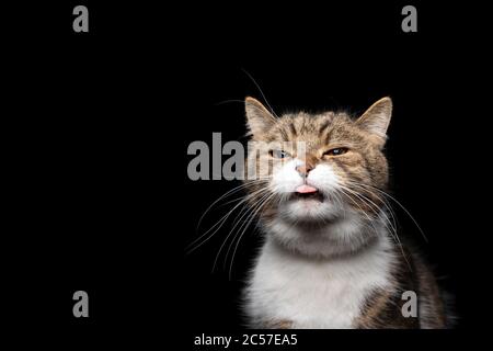Tabby weiße britische Kurzhaarkatze ragt aus Zunge vor schwarzem Hintergrund mit Kopierraum Stockfoto