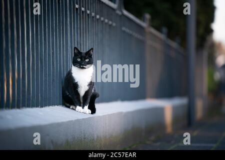 Schwarz-weiße Smoking Katze sitzt neben Metallzaun auf Bürgersteig Blick auf die Kamera Stockfoto