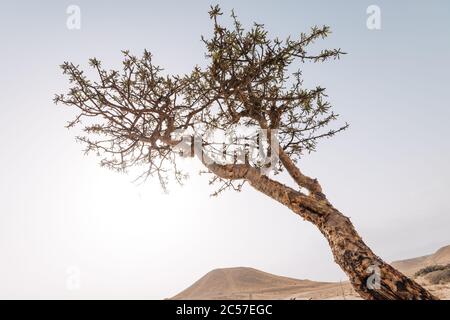 Boswellia sacra (oder Olibanum) Bäume sind die Hauptvarietät, aus der Weihrauch im Oman produziert (oder "gestürzt", "gezapft") wird Stockfoto