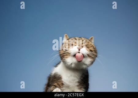 Lustiges Porträt von tabby weißen britischen Kurzhaar Katze lecken Fenster Glas mit blauen Himmel im Hintergrund und Kopierer Raum Stockfoto