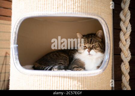 Tabby weiße britische Kurzhaar Katze ruht in PET Höhle Kratzpfosten im Freien in Sonnenlicht Stockfoto