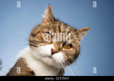 Tabby weißes britisches Kurzhaar Katzenportrait vor blauem Himmel Stockfoto