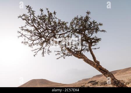 Boswellia sacra (oder Olibanum) Bäume sind die Hauptvarietät, aus der Weihrauch im Oman produziert (oder "gestürzt", "gezapft") wird Stockfoto