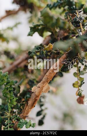 Boswellia sacra (oder Olibanum) Bäume sind die Hauptvarietät, aus der Weihrauch im Oman produziert (oder "gestürzt", "gezapft") wird Stockfoto