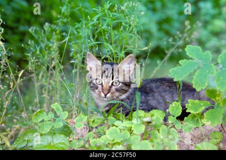 Porträt eines niedlichen kleinen Kätzchens. Die Katze liegt im Sommer in einem hohen grünen Gras Stockfoto