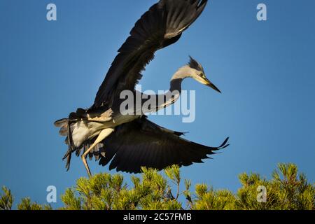 Heron landet auf einem Baum. Foto vom wilden Natur. Stockfoto