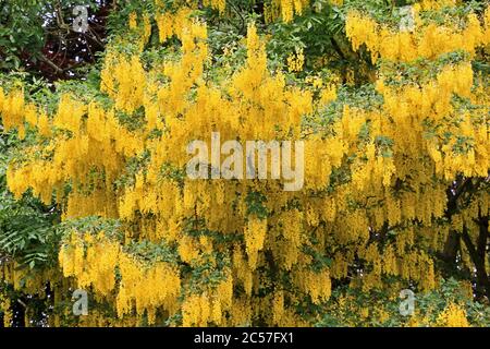 Goldregen Baum in Blüte Stockfoto