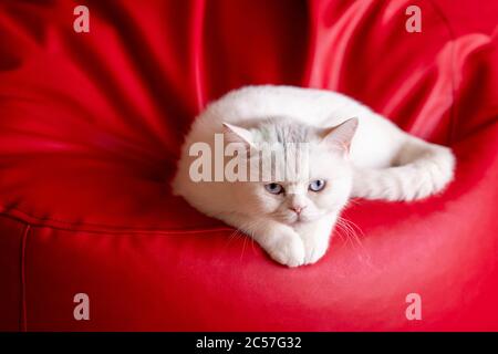 Eine entzückende weiße Fellkatze liegt auf rotem Sessel und starrt mit neugierigen Augen. Hochwertige Fotos Stockfoto