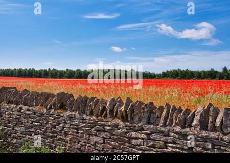 Ein Feld von leuchtend roten Mohnblumen hinter einer trockenen Steinmauer in der Nähe von Stow-on-the-Wold in den Cotswolds Stockfoto