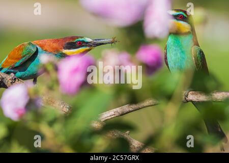 Balz der Paradiesvögel unter schönen Blumen Stockfoto