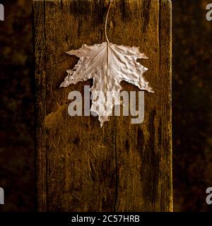 Trockenes Herbstblatt auf braunem Holzgrund Stockfoto