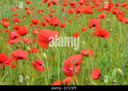 Mohnblumen und Kornblumen zwischen dem grünen Korn auf dem Feld an einem bewölkten Tag. Sommer. Stockfoto