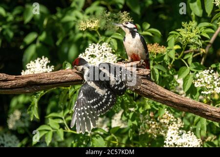Großer Specht, jugendlich, mit erwachsenem Männchen, auf der Suche nach Nahrung auf einer faulen Filiale, surrey UK Stockfoto