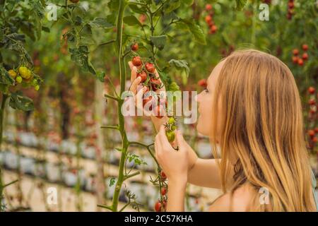 Frau und rote Kirschtomaten auf den Büschen Stockfoto