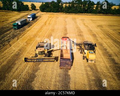 Luftdrohnenansicht. Überladung von Getreide von Mähdreschern in Getreidewagen auf dem Feld. Harvester Unloder Gießen geernteten Weizen in eine Box Körper Stockfoto