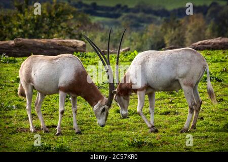 Scimitar Horned Oryx, der einst in ganz Nordafrika verbreitet war, aber heute eine gefährdete Antilopenart ist Stockfoto