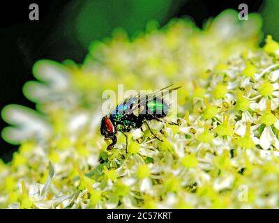 Blau-grüne haarige Fliege mit roten Augen, die sich von gelb-weißen Blüten ernähren Stockfoto