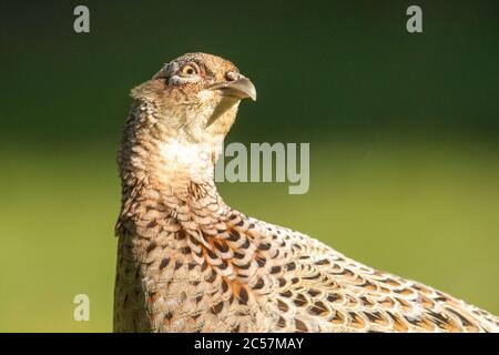 Fasan, weibliche Erwachsene, Kopf Studie, Auge zeigen, Sommer, surrey UK Stockfoto