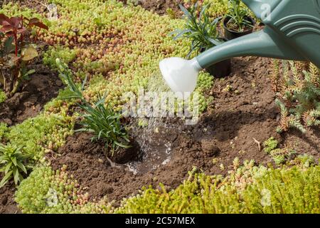 Das Wasser, das aus der Plastikbewässerungskanne auf den Sämling der jungen Nelken im Garten fließt. Stockfoto