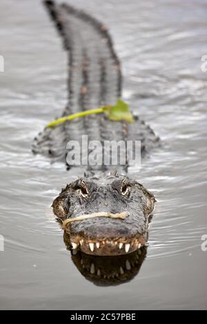 Ein amerikanischer Alligator schwimmt im ruhigen Wasser des Florida everglades Nationalparks, Florida, USA. Stockfoto