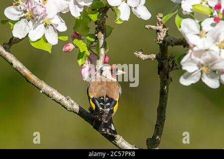 Goldfinch, Erwachsener, Portrait, in einem Apfelbaum mit Blüte, Frühling, surrey uk Stockfoto