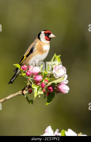 Goldfinch, Erwachsener, Portrait, in einem Apfelbaum mit Blüte, Frühling, surrey uk Stockfoto