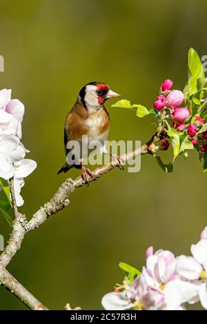 Goldfinch, Erwachsener, Portrait, in einem Apfelbaum mit Blüte, Frühling, surrey uk Stockfoto