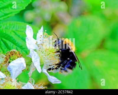 Pollen bedeckte haarige Honigbiene Ernte eine Frühlingsblume Stockfoto