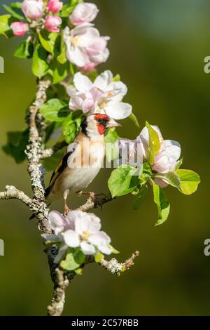 Goldfinch, Erwachsener, Portrait, in einem Apfelbaum mit Blüte, Frühling, surrey uk Stockfoto