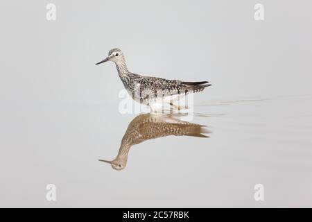 Ein willet Tringa semipalmata steht im ruhigen Wasser des Florida everglades National Park, Florida USA reflektiert Stockfoto