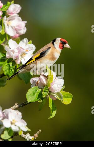 Goldfinch, Erwachsener, Portrait, in einem Apfelbaum mit Blüte, Frühling, surrey uk Stockfoto