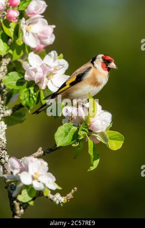 Goldfinch, Erwachsener, Portrait, in einem Apfelbaum mit Blüte, Frühling, surrey uk Stockfoto