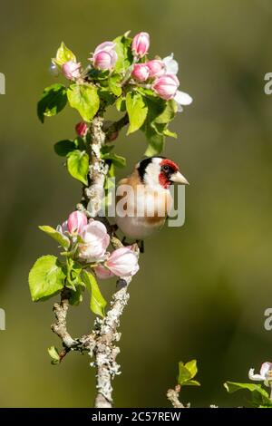 Goldfinch, Erwachsener, Portrait, in einem Apfelbaum mit Blüte, Frühling, surrey uk Stockfoto